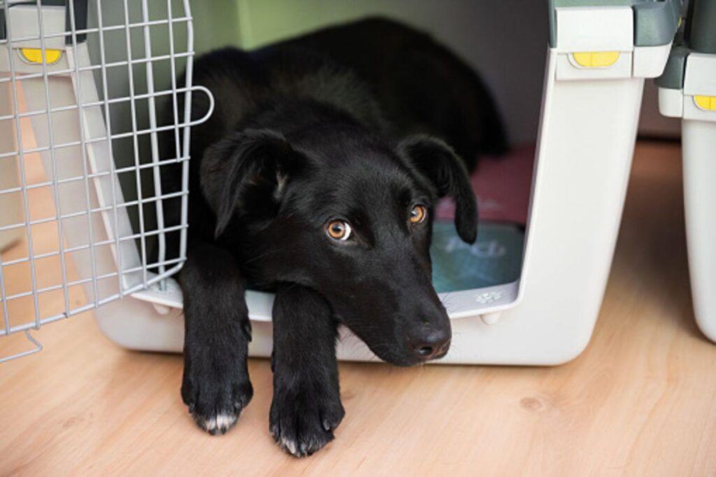 large and extra large dog crates
