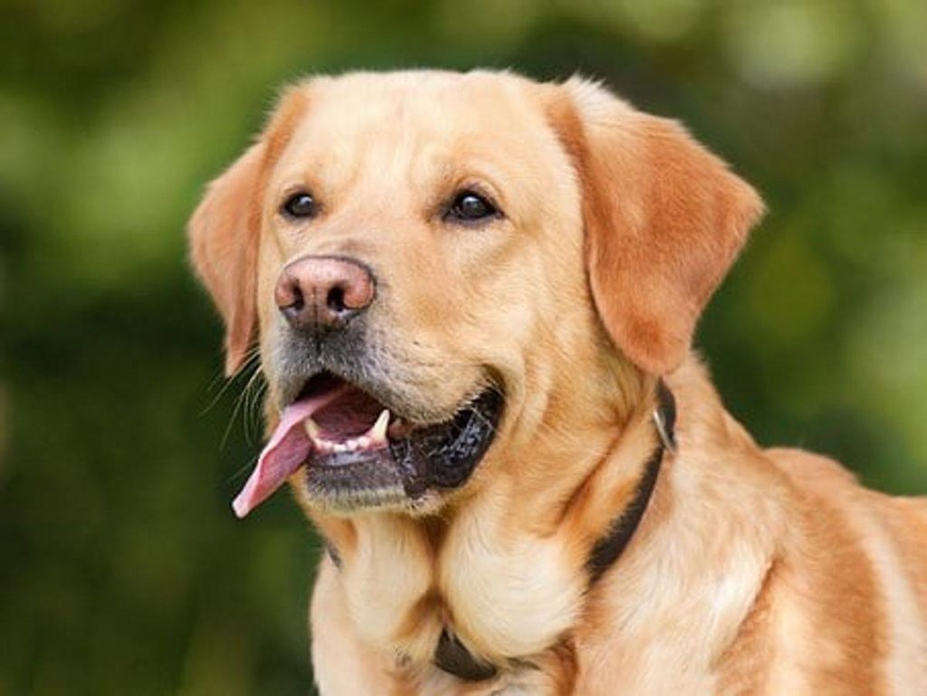 How to Avoid an Attack From a Dog