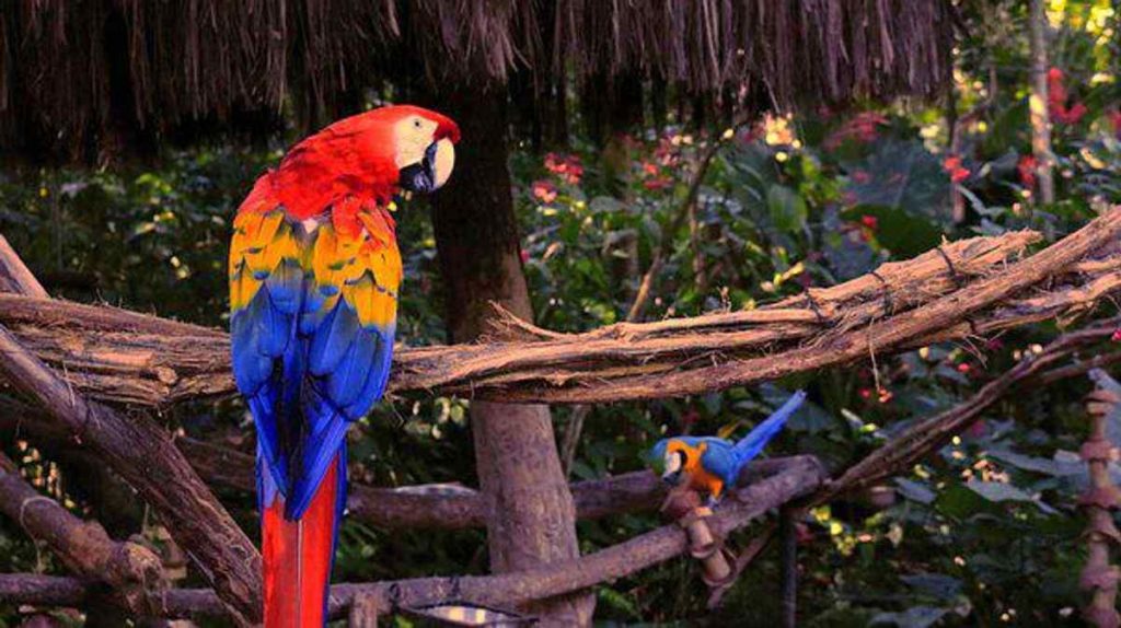 Rescue Parrots