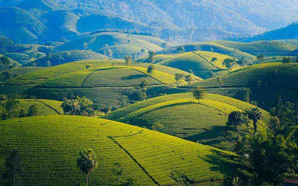 Why I Love Tea