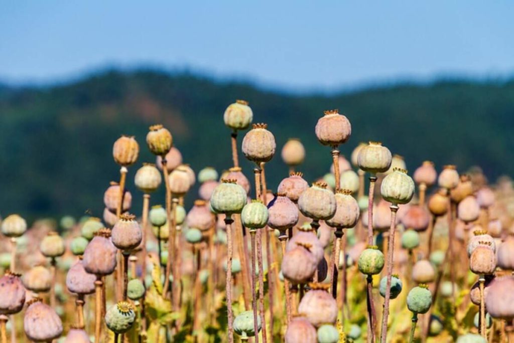 Poppy pods