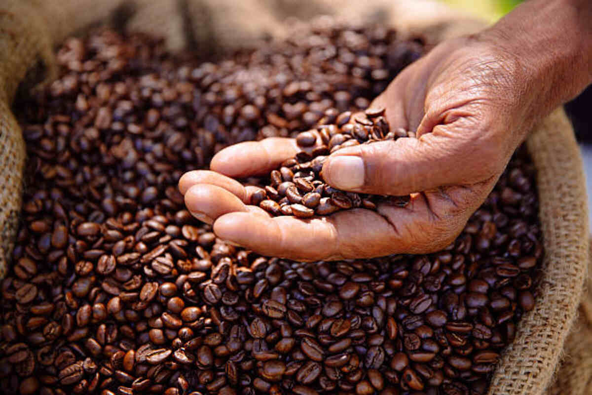 coffee farms