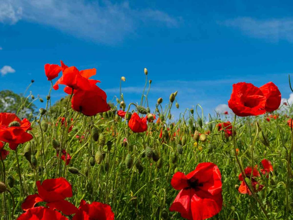 buy poppy pods