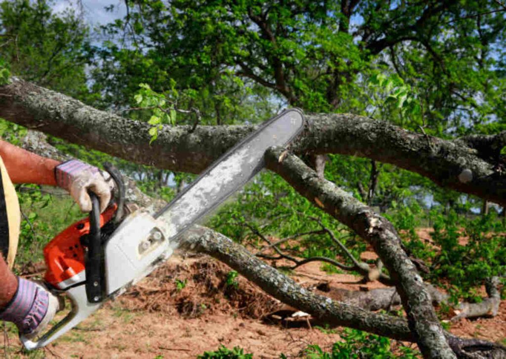 Berkeley tree services