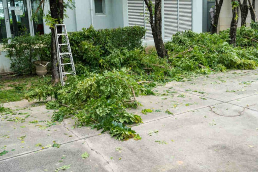Concord tree services