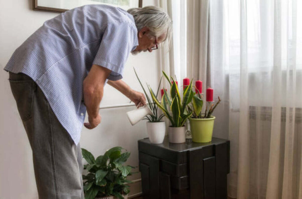 Caring for Lilies Tips and Tricks
