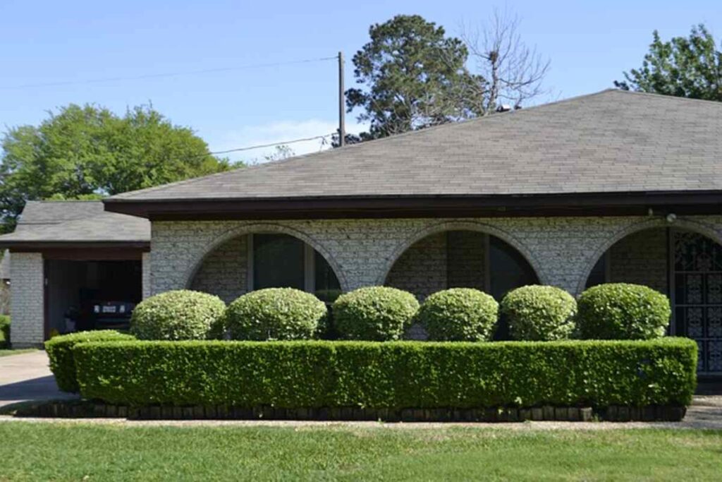 In season Tree Maintenance Tips for Katy Homeowners